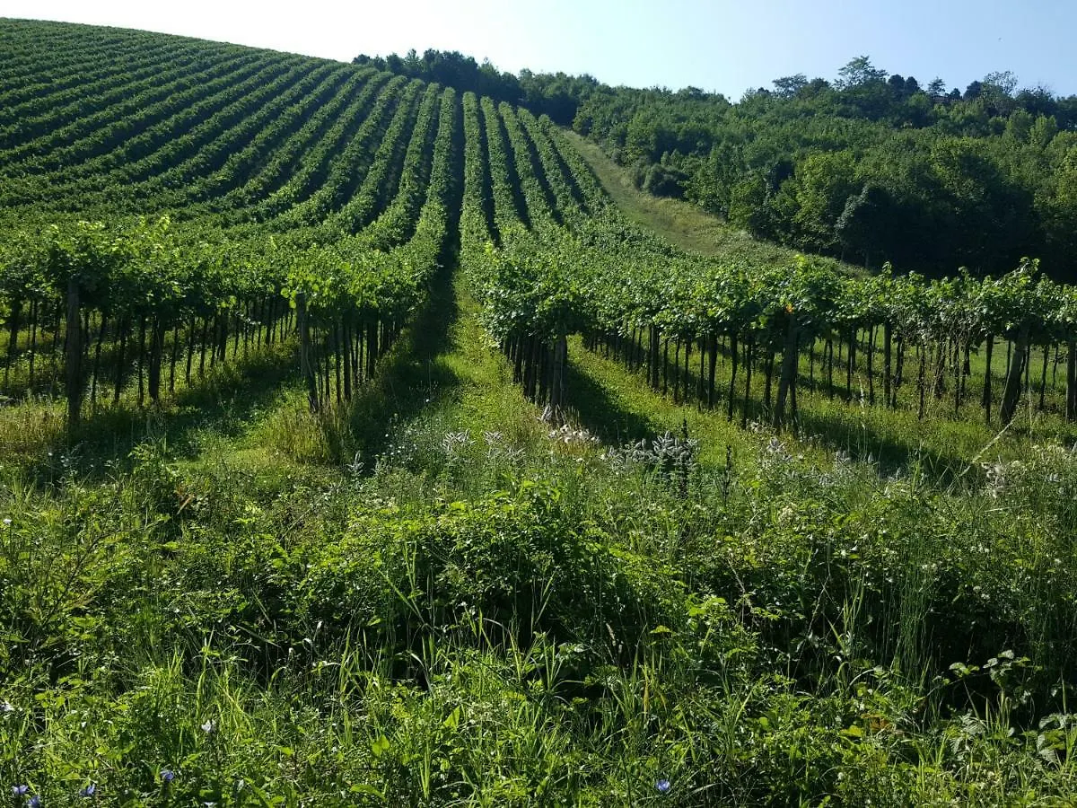 Bed and Breakfast La Terrazza sui Vigneti-Rovescala San Damiano al Colle